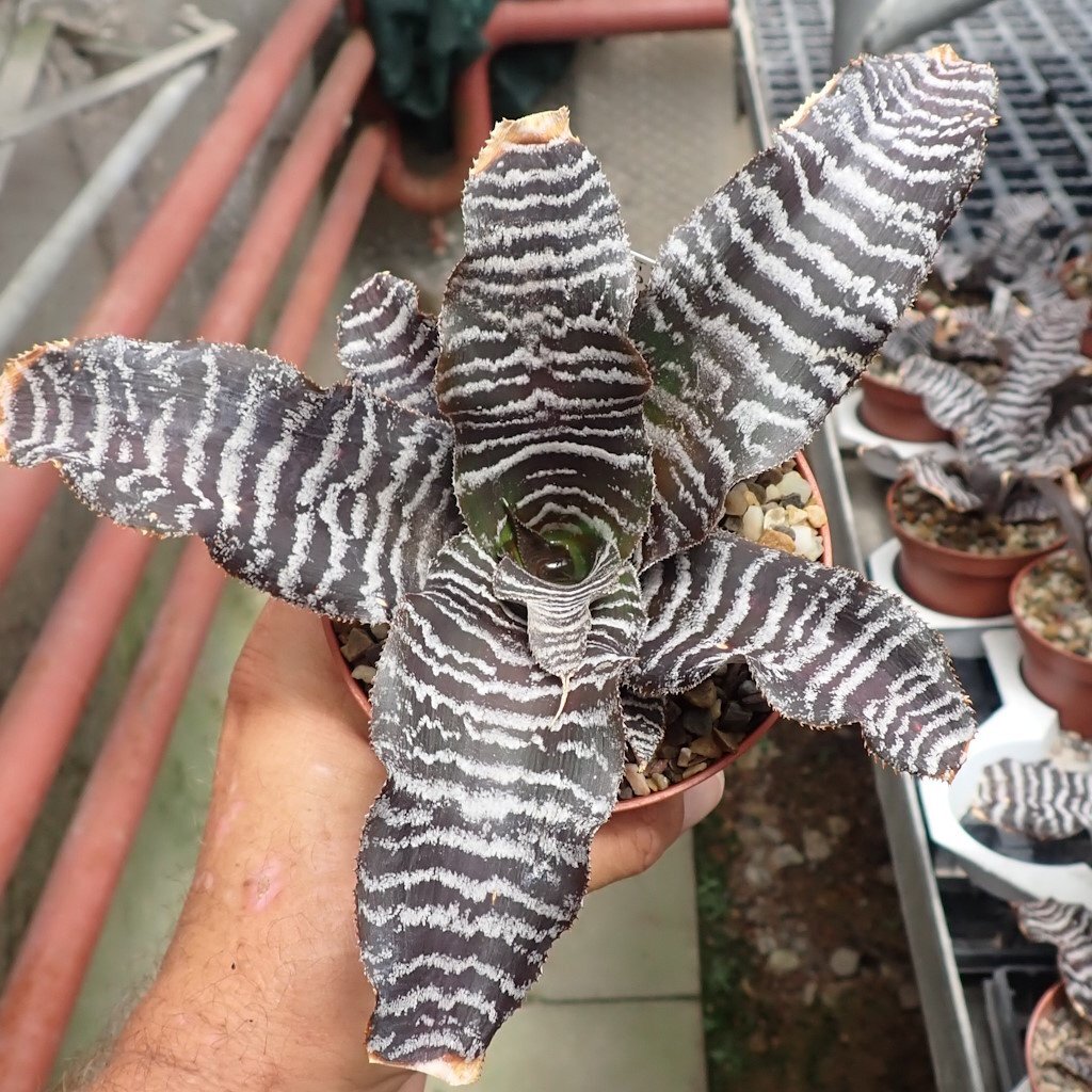 Cryptanthus zonatus cv. Zebra Star | Uhlig Kakteen