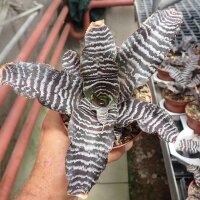Cryptanthus zonatus cv. Zebra Star