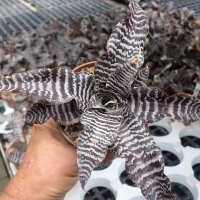 Cryptanthus zonatus cv. Zebra Star