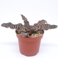 Cryptanthus zonatus cv. Zebra Star