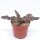 Cryptanthus zonatus cv. Zebra Star