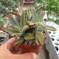 Kalanchoe tomentosa cv. Chocolate Soldier