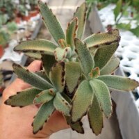 Kalanchoe tomentosa cv. Chocolate Soldier