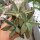 Kalanchoe tomentosa cv. Chocolate Soldier