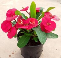 Euphorbia-Hybr. Big Red Hot Milii
