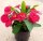 Euphorbia-Hybr. Big Red Hot Milii
