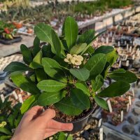 Euphorbia-Hybr. Yellow Hot Milii