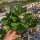 Euphorbia-Hybr. Yellow Hot Milii