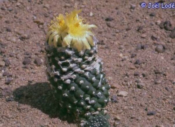 Copiapoa hypogaea v. barquitensis