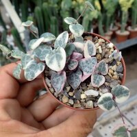 Ceropegia woodii cv. Pretty Pink