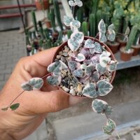 Ceropegia woodii cv. Pretty Pink