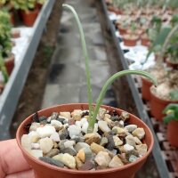 Albuca concordiana