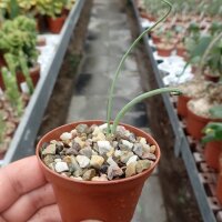 Albuca concordiana