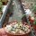 Albuca concordiana