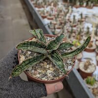 Sansevieria cv. Cleopatra