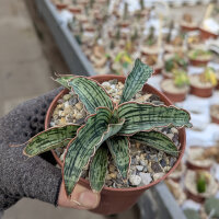 Sansevieria cv. Cleopatra