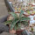 Sansevieria cv. Cleopatra