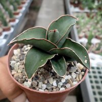 Sansevieria lavranos