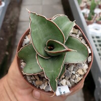 Sansevieria lavranos