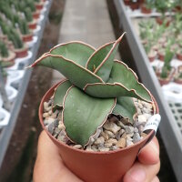 Sansevieria lavranos