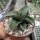 Sansevieria lavranos