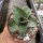 Sansevieria lavranos