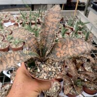 Sansevieria kirkii cv. Coppertone