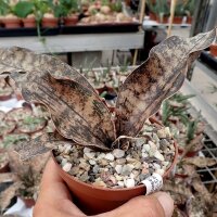 Sansevieria kirkii cv. Coppertone