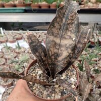 Sansevieria kirkii cv. Coppertone