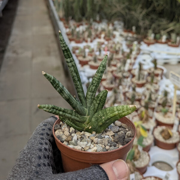 Sansevieria cylindrica cv. Boncel Sumo