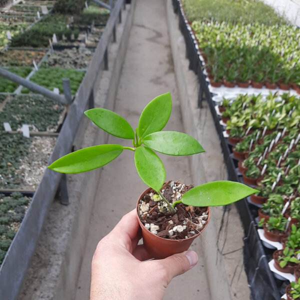 Hoya pubicorolla HSI 037