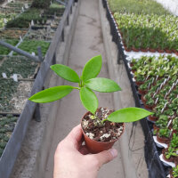 Hoya pubicorolla HSI 037