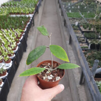 Hoya padangensis