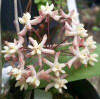 Hoya padangensis