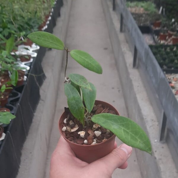 Hoya rubida