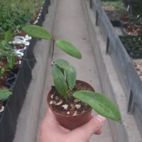 Hoya rubida