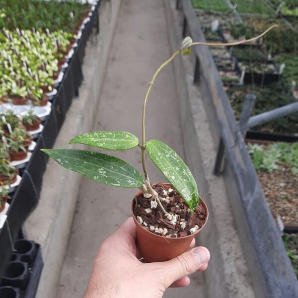 Hoya sp. Loei Province 17-22