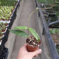Hoya sp. Loei Province 17-22