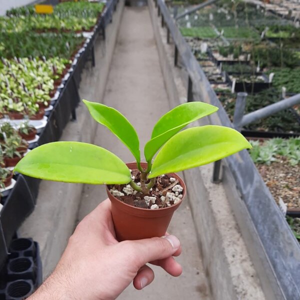 Hoya cardiophylla