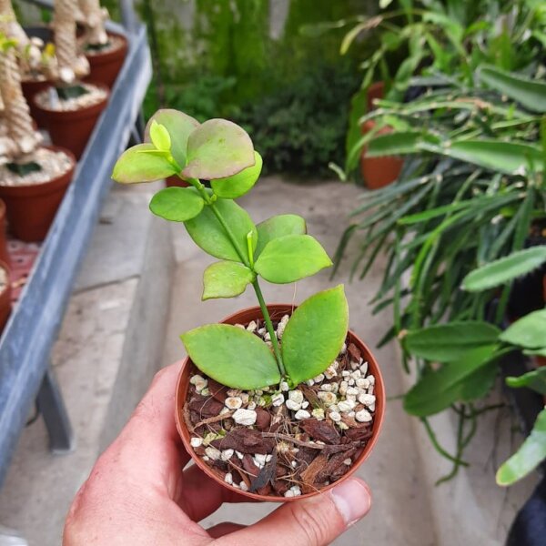 Hoya eitapensis