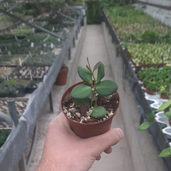 Hoya bilobata Hort IPPS 0087