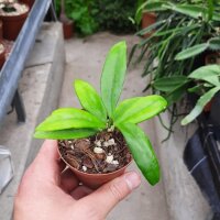 Hoya sp. khao leng