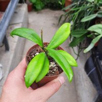 Hoya salwenica
