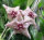 Hoya filiformis