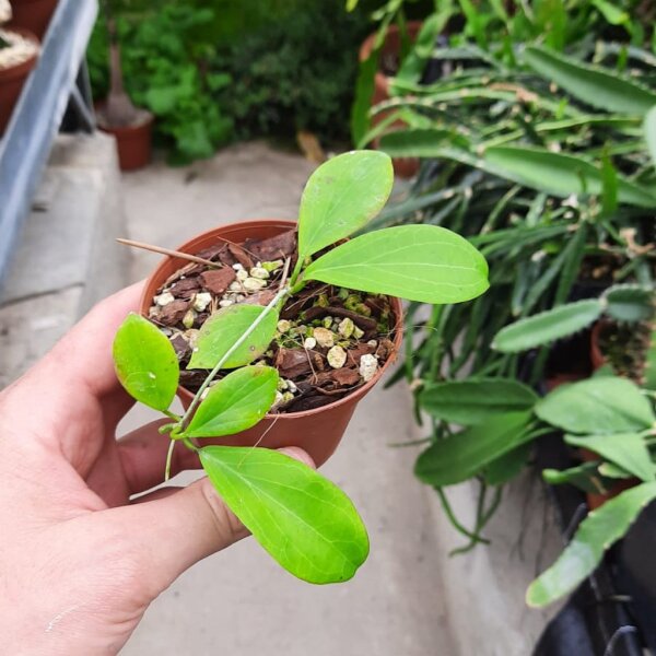 Hoya bicolensis
