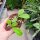 Hoya bicolensis