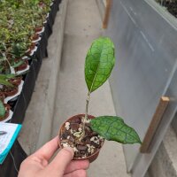 Hoya sp. Nong Nooch IML 1541