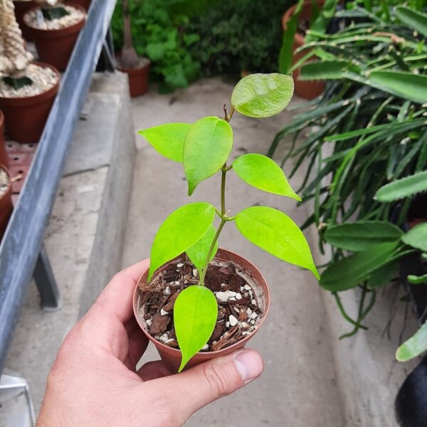 Hoya paziae cv. Iris Marie
