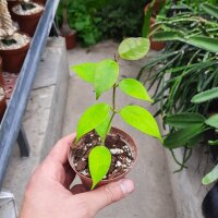 Hoya paziae
