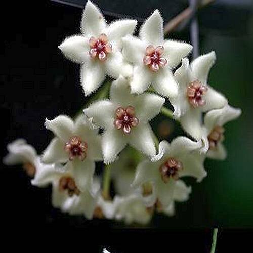 Hoya graveolens Mukdahan Thailand